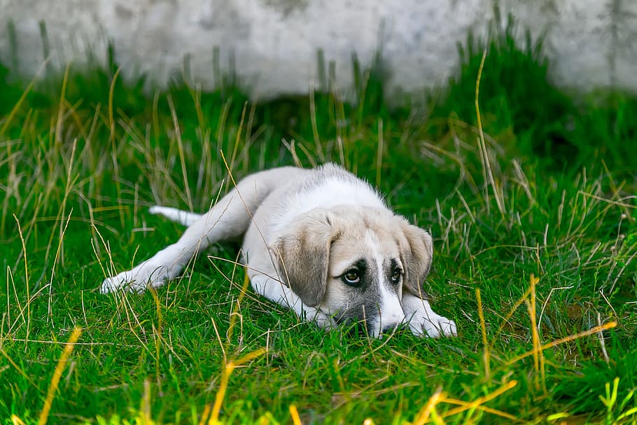 short-coated, tan, white, puppy, lying, grass field, dog, pets, look at the dog, nose