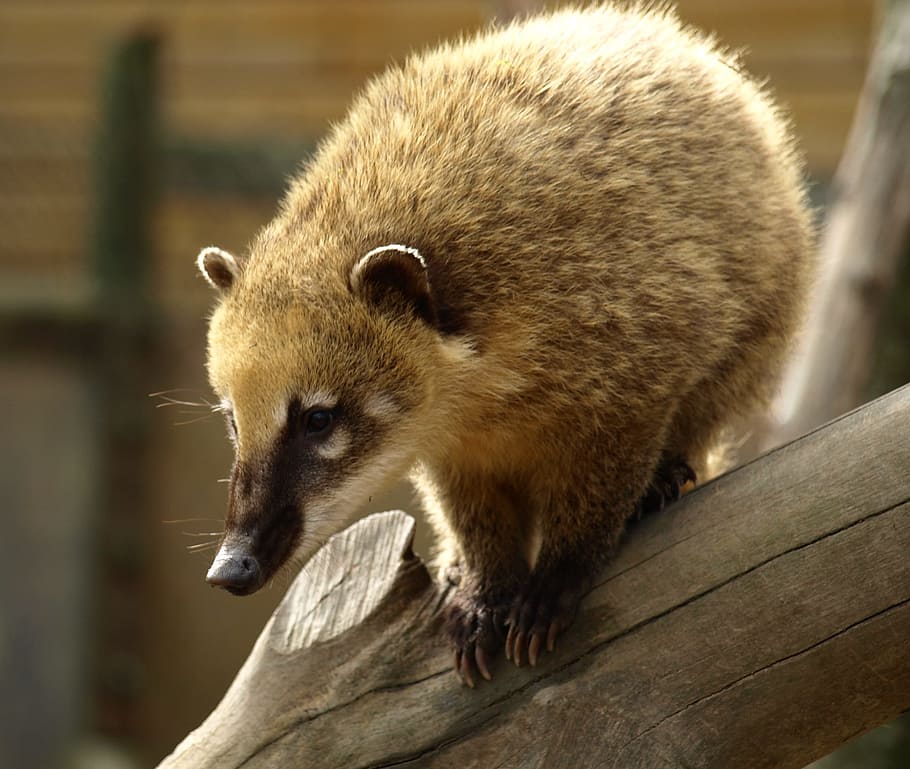 Coati, Bear, Animal, Creature, Nasua, one animal, animal wildlife, animals in the wild, raccoon, outdoors