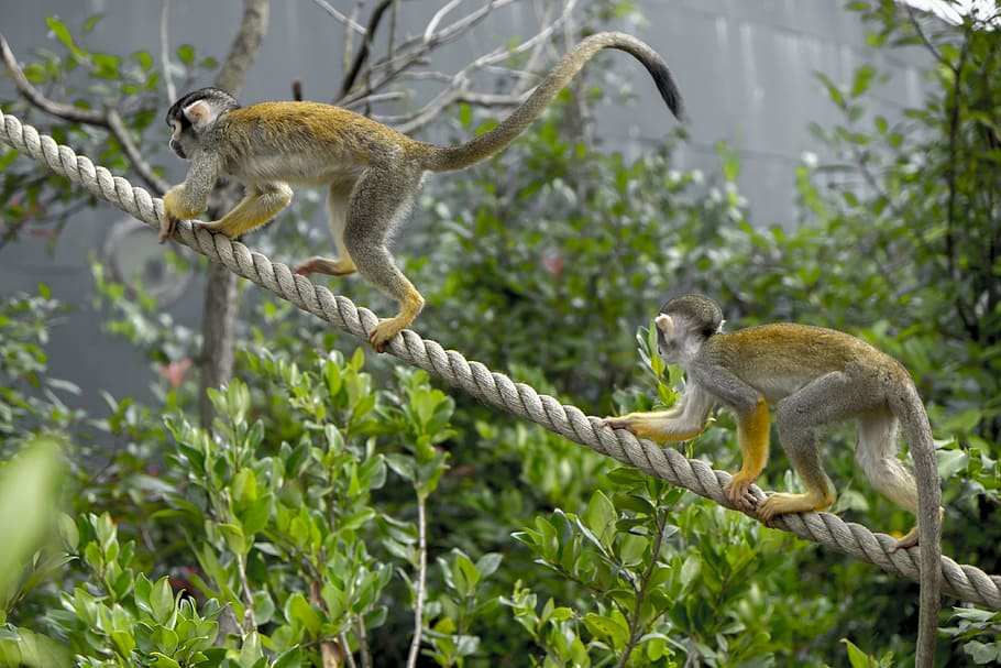 monkey, squirrel monkey, duo, mammal, animals, animal wildlife, animals in the wild, primate, group of animals, plant