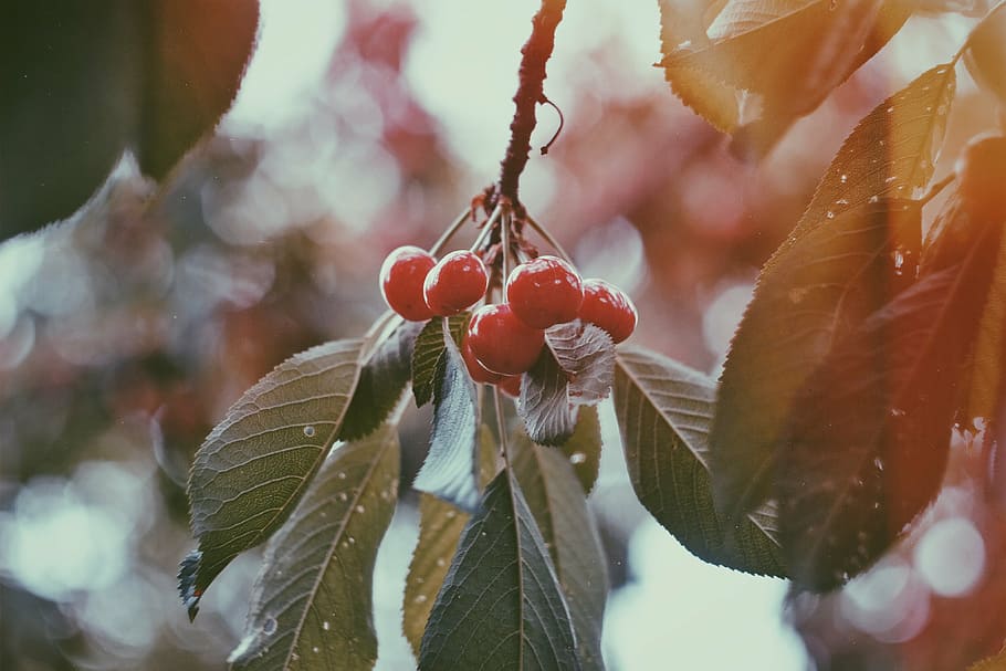 merah, foto close-up berry, buah, ceri, segar, pohon, daun, tanaman, panen, pertanian