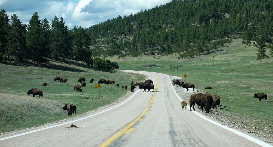 búfalo, bisonte, yellowstone, parque nacional, parques nacionales, estados unidos, américa, naturaleza, animales, animales salvajes