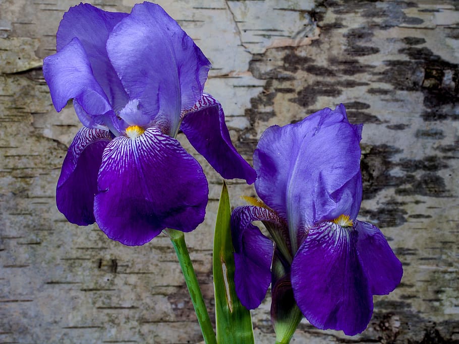 dos, púrpura, flores, micro, fotografía, iris, flor, primavera, iridaceae, corteza de abedul