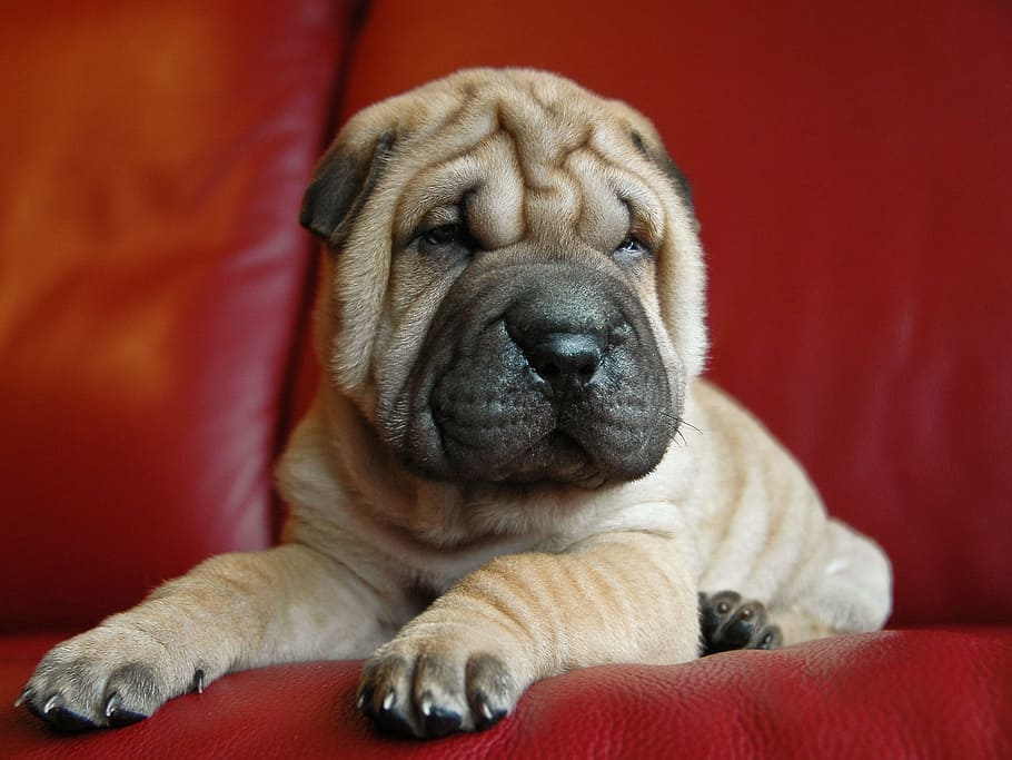 chinese shar-pei puppy, red, couch, Chinese Shar-Pei, puppy, dog, sharpei, petit, animal, pets