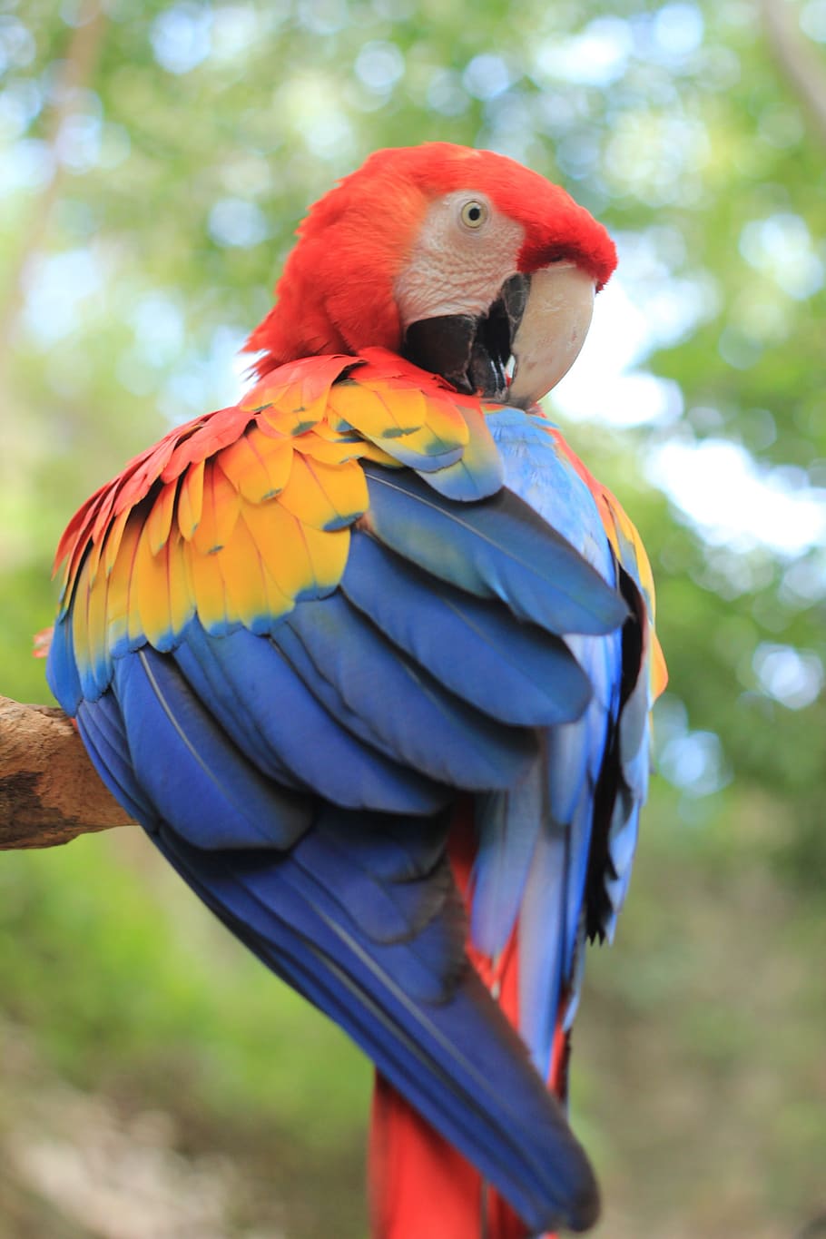 rainbow lorikeet selective-focus photography, parrot, ara, birds, colorful, plumage, color, eyes, captivity, bird