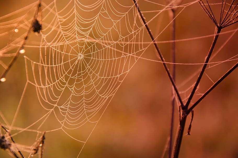 shallow, focus photography, spiderweb, brown, branches, web, dew, macro, orange, autumn