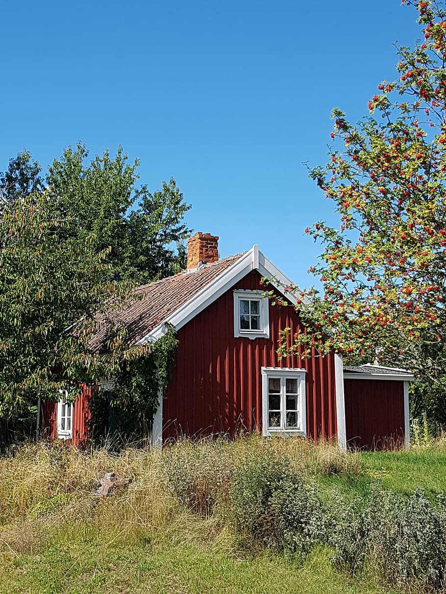 brown, white, wooden, house, trees, torp, summer cottage, cottage, red house with white trim, september