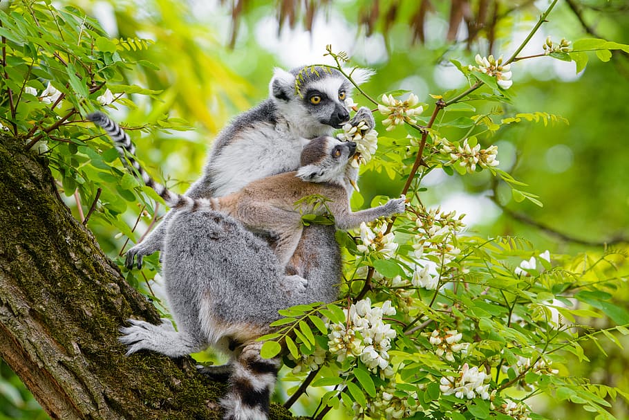 Lemur, gray animal on tree, animal themes, animal, animal wildlife, animals in the wild, plant, mammal, tree, one animal