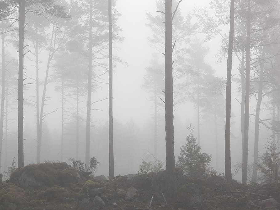 floresta, coberto, névoa, nevoeiro, árvore, outono, sonhador, fumaça - estrutura física, natureza, incêndio florestal