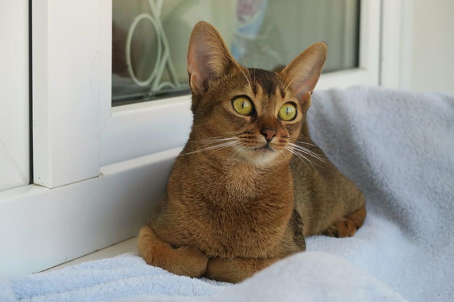 egyptian abyssinian cat