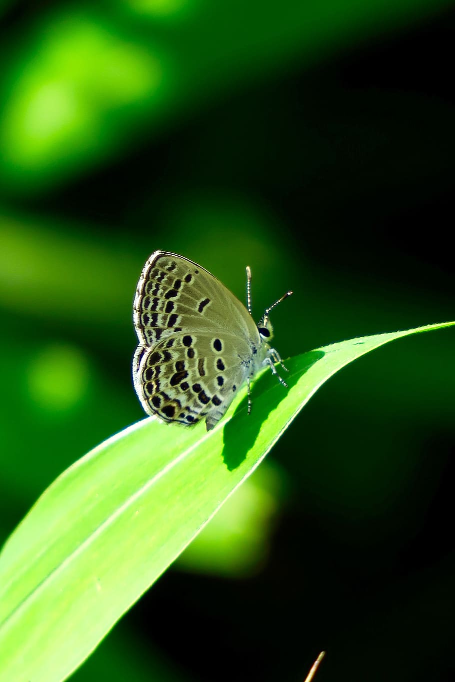 butterfly, quentin chong, green, summer, close-up, spots stripes, insect, nature, animal wildlife, animal themes