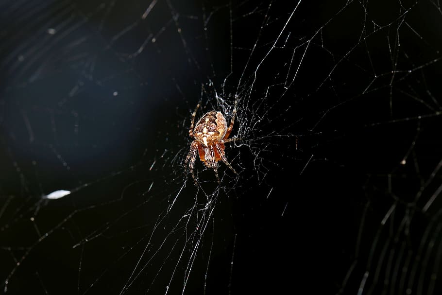 spider, spring, forest, insect, nature, closeup, alive, macro, phobia, hotel