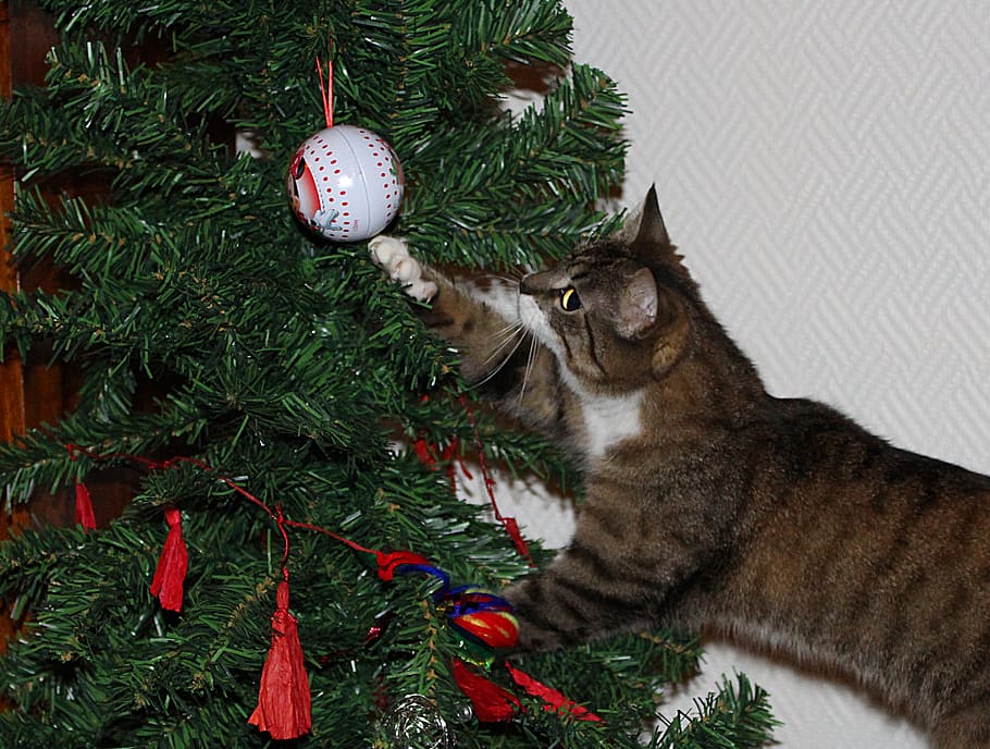 What, ball, tree, tabby, cat, reaching, christmas, decor, mammal, holiday
