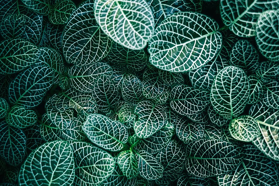 green, plants, nature, backgrounds, full frame, green color, pattern, fishing industry, fishing net, large group of objects