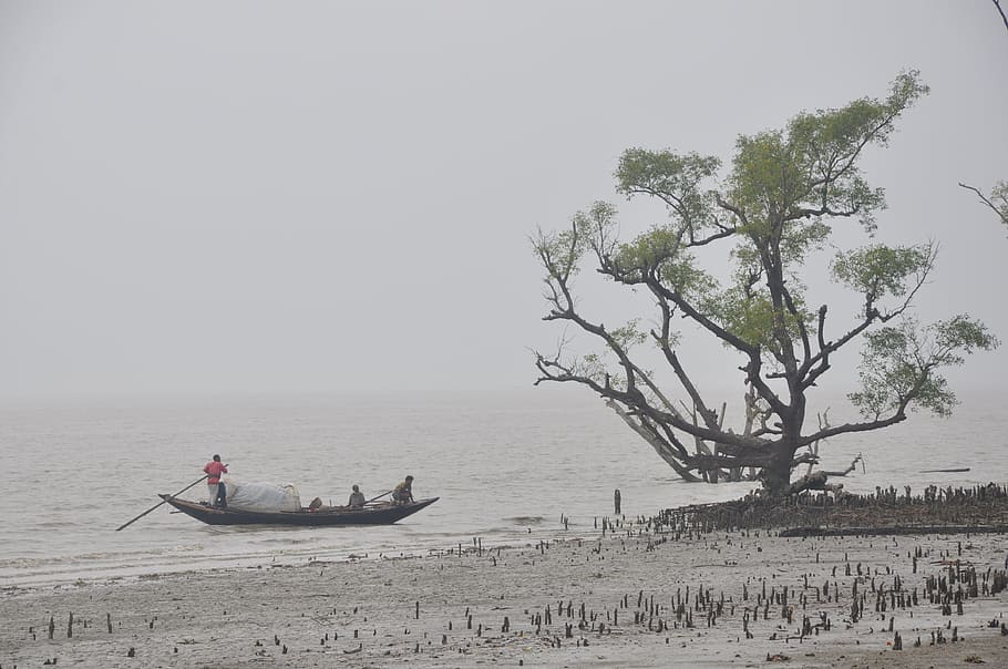 people, boat raft, going, tree, cloudy, day sky, Boat, Sea, Sundarban, Tourism
