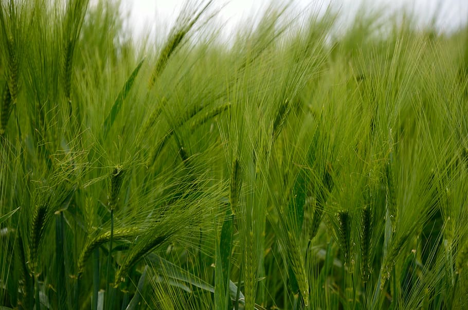 barley, cereals, barley field, grain, field, nature, green, wheat, spike, green color