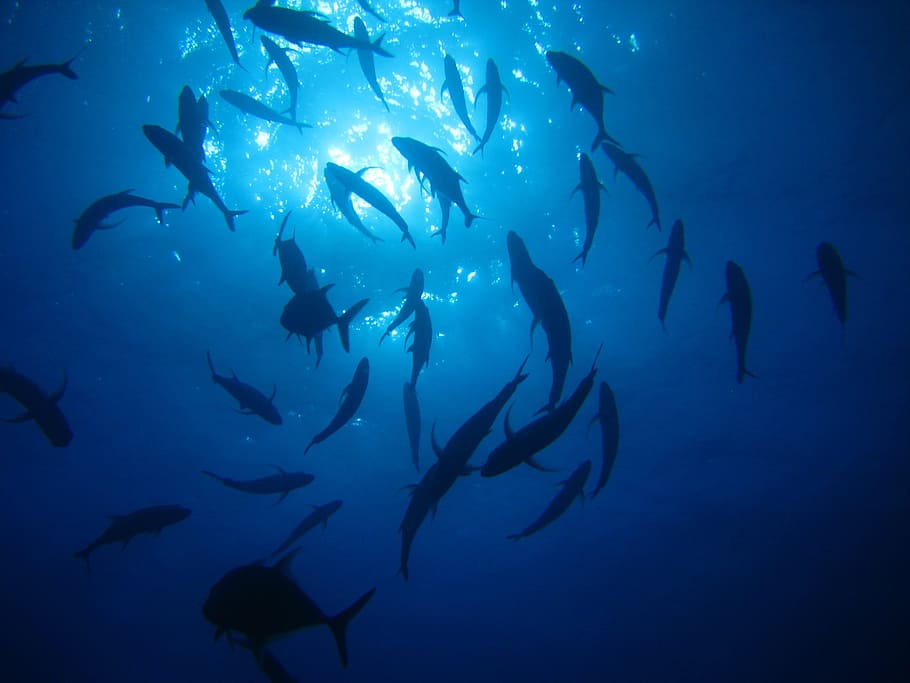 silhouette, fish, body, water, sea, ocean, light, underwater, sea-life, scuba Diving