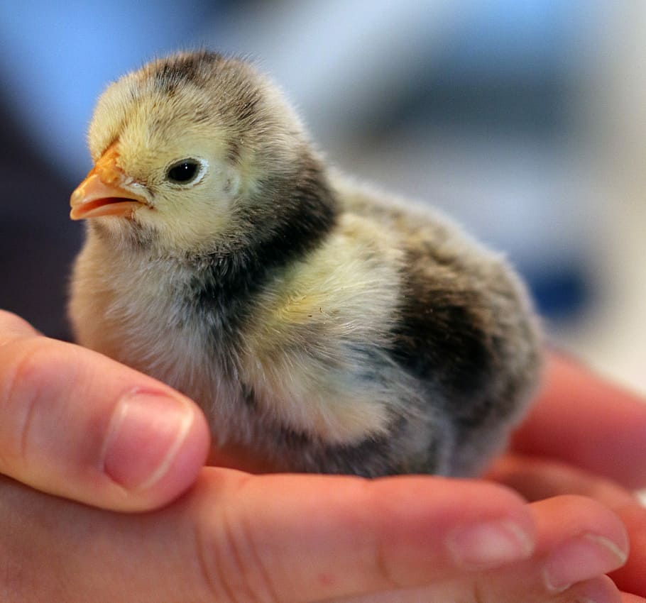 birds, poultry, newborn, chicken, hand, easter, young animal, animal themes, human hand, young bird