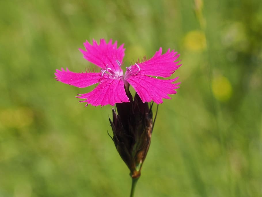 dianthus, flower, plant, nature, flowering plant, beauty in nature, fragility, petal, pink color, freshness