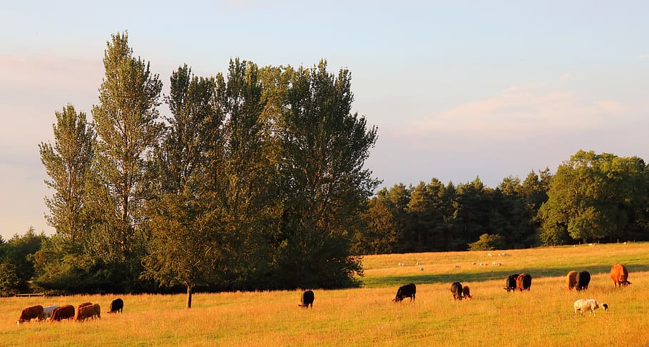 pasture, meadow, cows, grass, landscape, agriculture, livestock, cattle, farmland, field