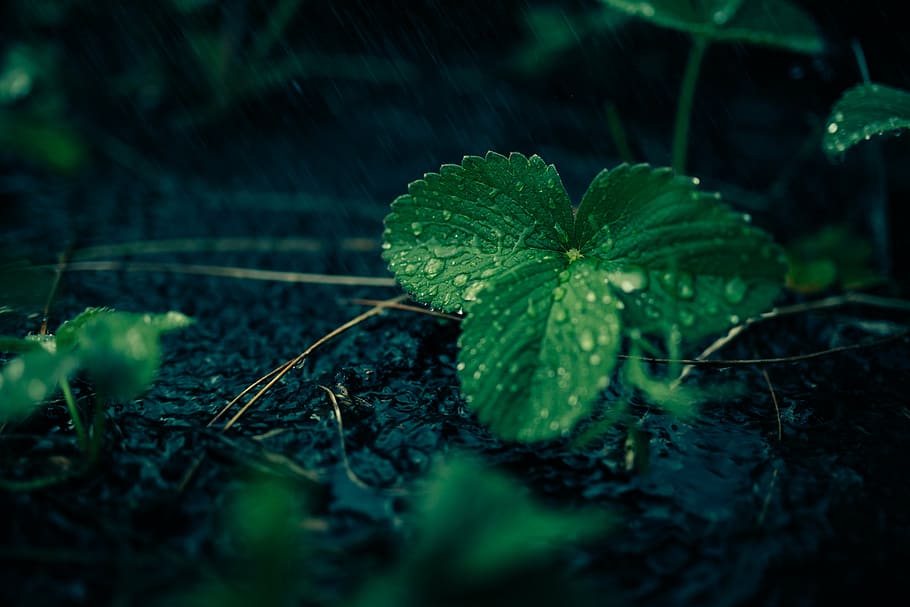 close-up photo, green, leafed, plant, dew, leaves, water, rain, forest, woods