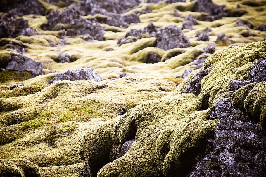 close-up photo, algae, covered, rock formation, green, moss, iceland, lava, rock, nature