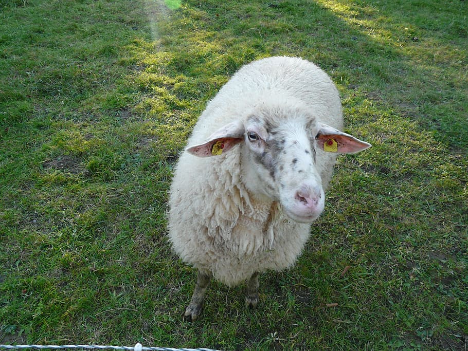 羊 ビュー 好奇心が強い 牧草地 面白い 動物 群れ ウール 家畜 動物のテーマ Pxfuel