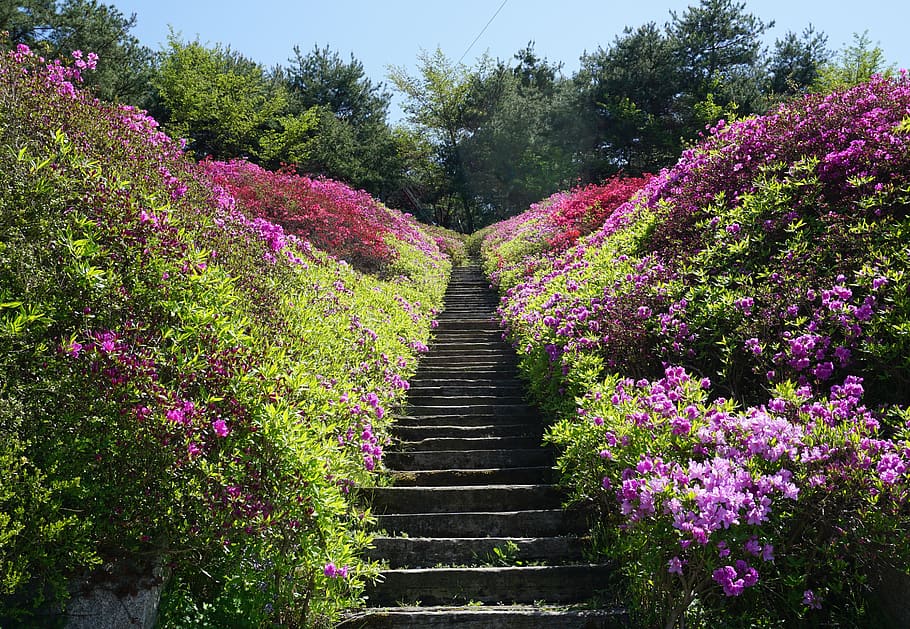 spring, nature, flowers, plants, garden, stairs, azalea, trails, wildflower, gil