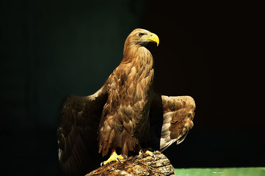 eagle, orlan, bird, pen, plumage, symbol, dom, power, beak, eye