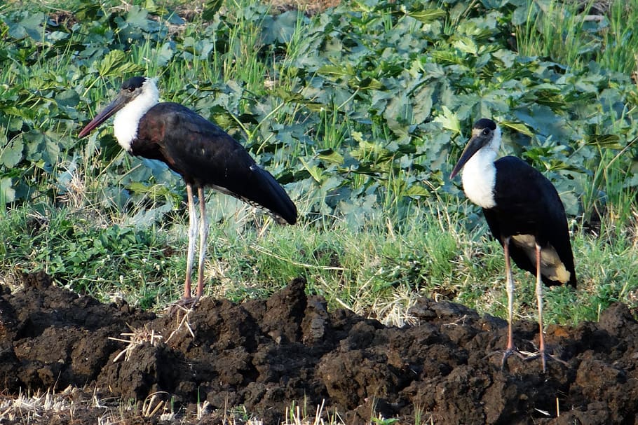 woolly-necked stork, bishop stork, white-necked stork, ciconia episcopus, wader, bird, stork, ciconiidae, aves, india