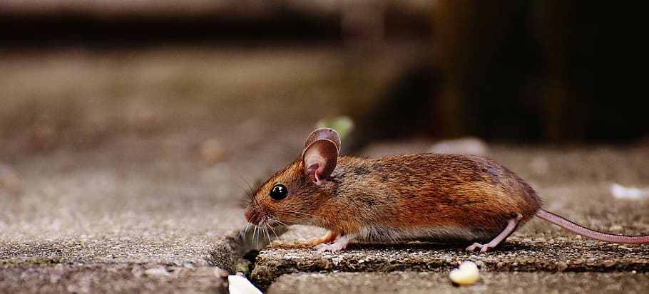 selectivo, fotografía de enfoque, marrón, rata, gris, concreto, pavimento, ratón, roedor, lindo