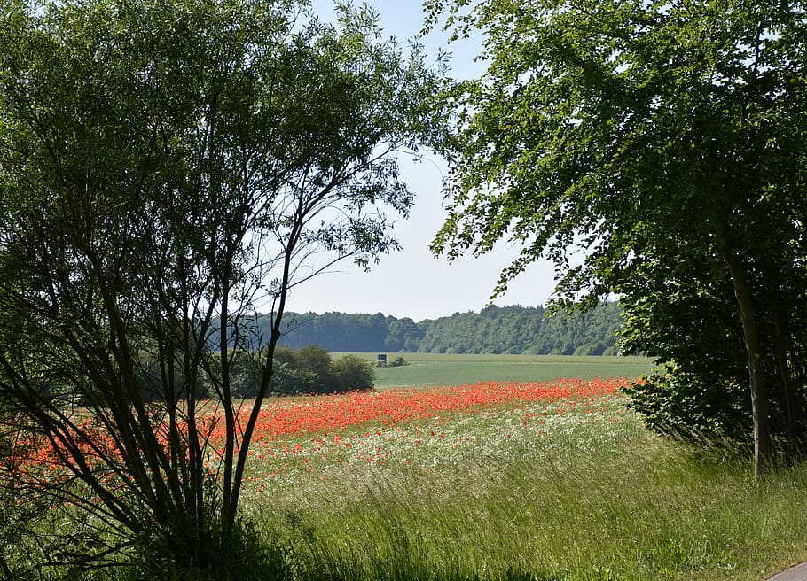 poppy, nature recording, meadow, summer, flieds, bloom, landscape, plant, tree, growth