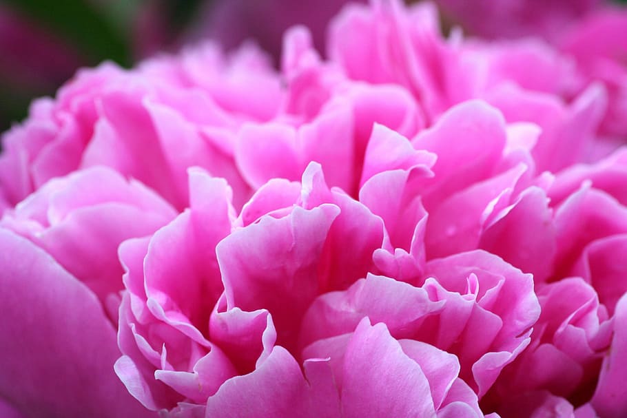 牡丹 花 ピンク 春開花 花びら ピンク色 開花植物 植物 自然の美しさ 鮮度 Pxfuel