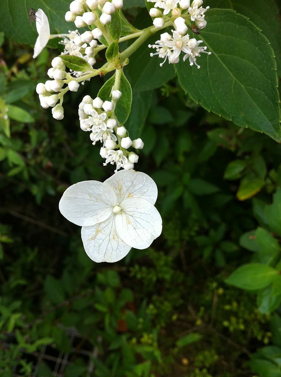 Flowers, Plants, Iphone 4, iphone, wildflower, wild, nature, white, flower, white color