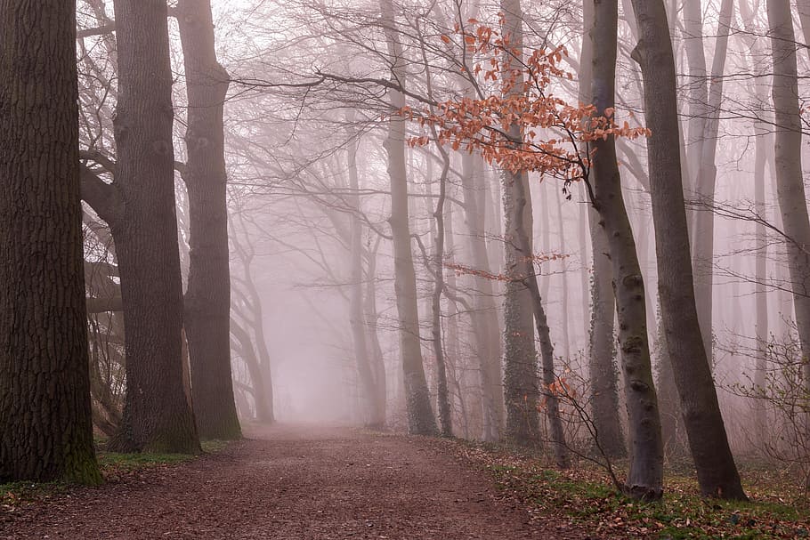 niebla, bosque, árboles, naturaleza, otoño, estado de ánimo, niebla creciente, nebellandschaft, frío, idílico
