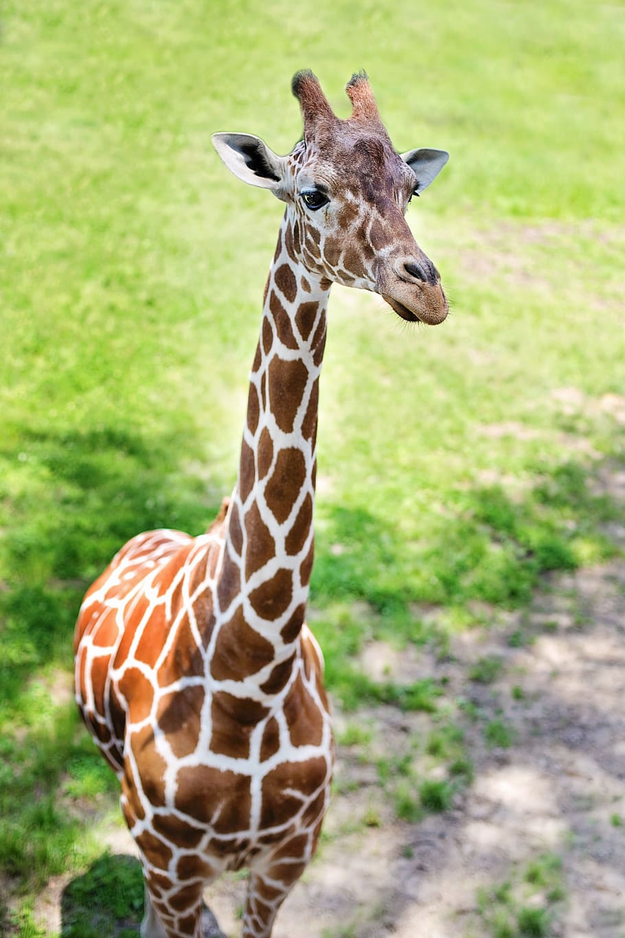 close-up photo, brown, white, giraffe, green, grass field, baby giraffe, zoo, baby, animal