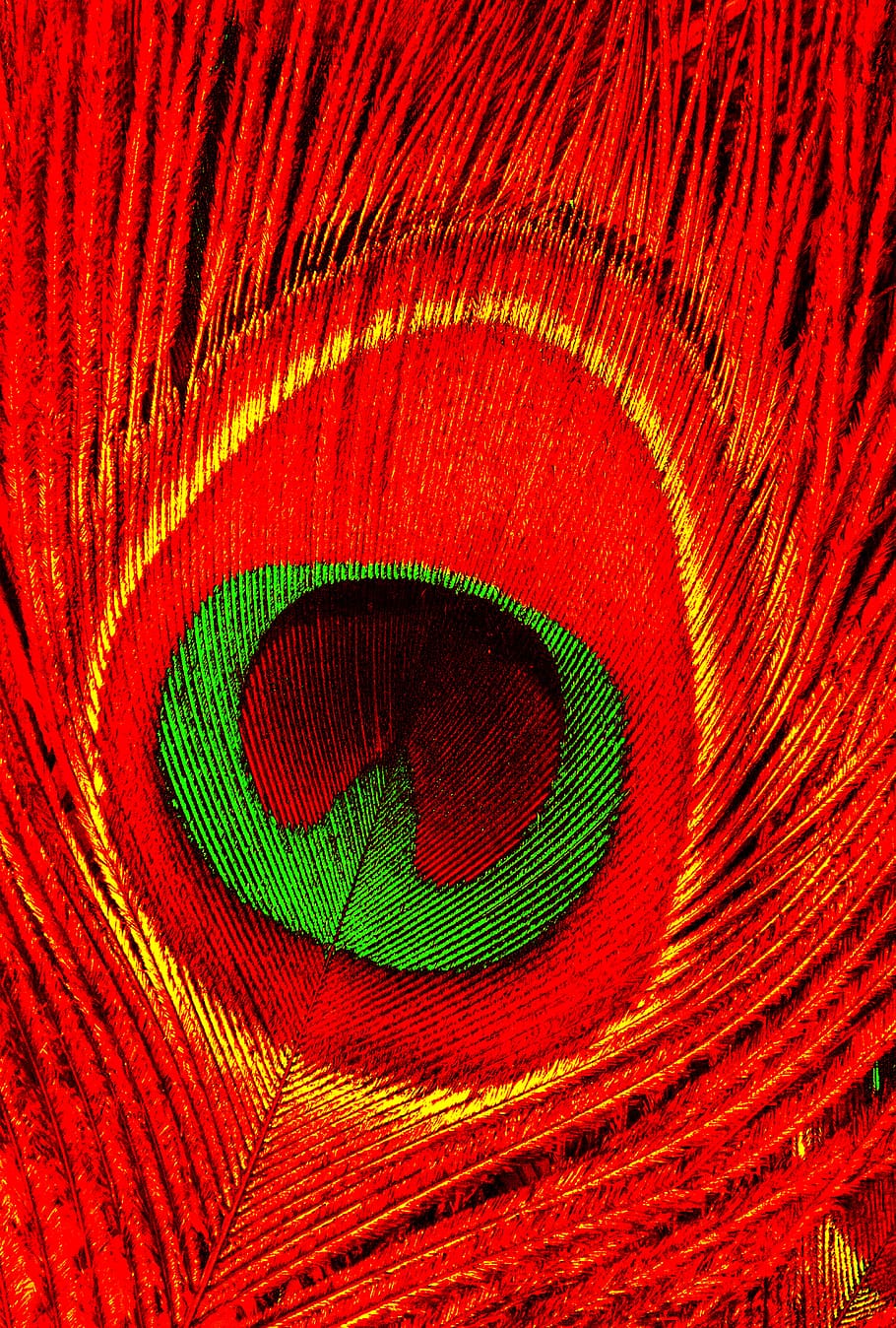 fur, bird, animal, colorful, peacock, red, close-up, full frame, backgrounds, pattern
