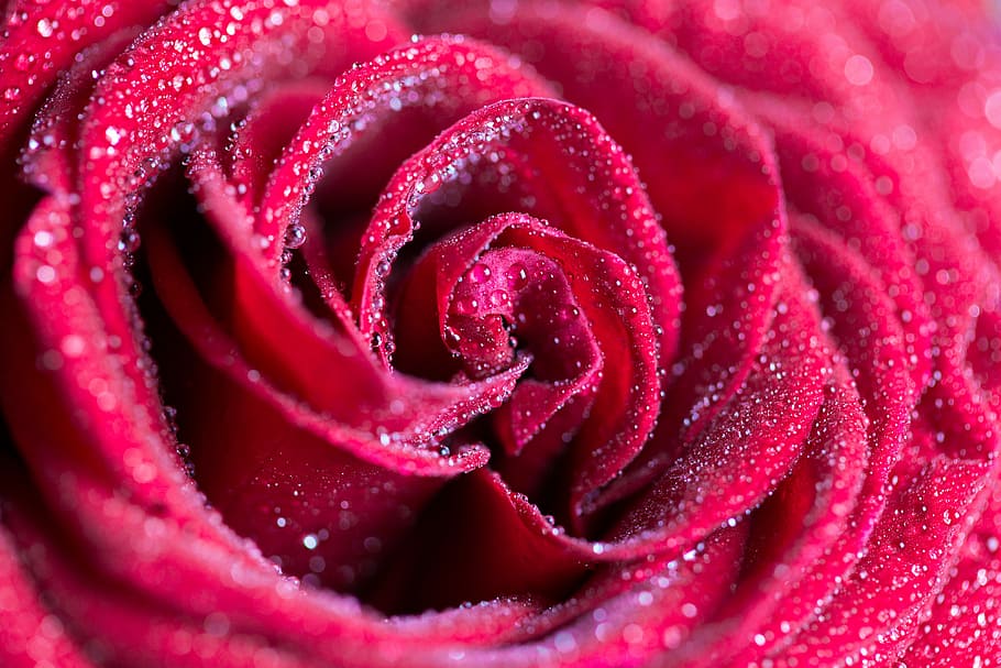vermelho, rosa, fechar, rosa vermelha, gotas, close-up, flores, padrão, topo, água