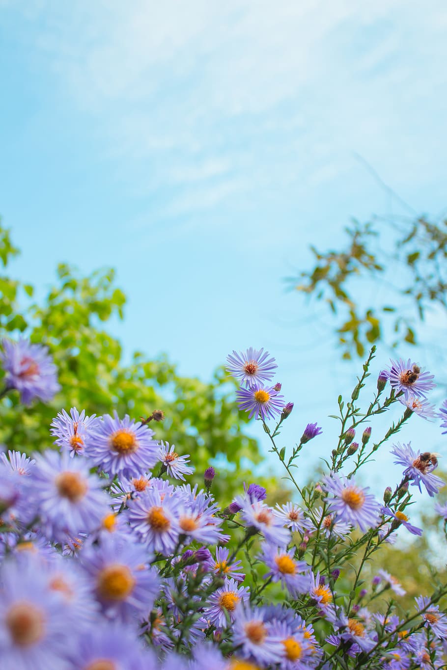 nature, sky, flowers, clouds, blue sky, summer, day, landscape, plant, clear sky