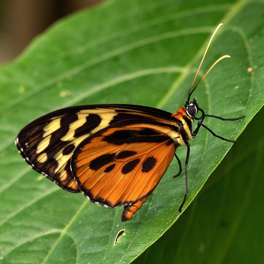 Ecuador Mariposa Selva Naturaleza Macro Primer Plano Insecto
