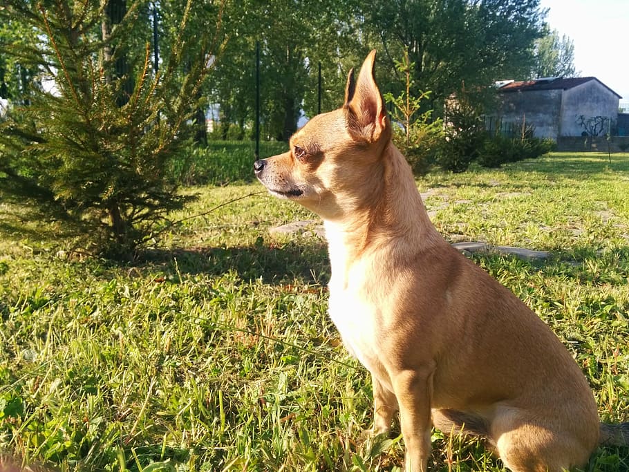 dog, sitting, chihuahua, campaign, guard, scrutinize, profile, fence, look away, one animal