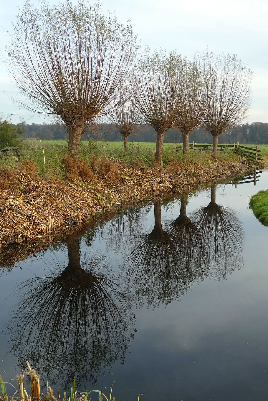 willow, ditch, reflection, winter, bald, pollard willow, landscape, netherlands, pasture, branches