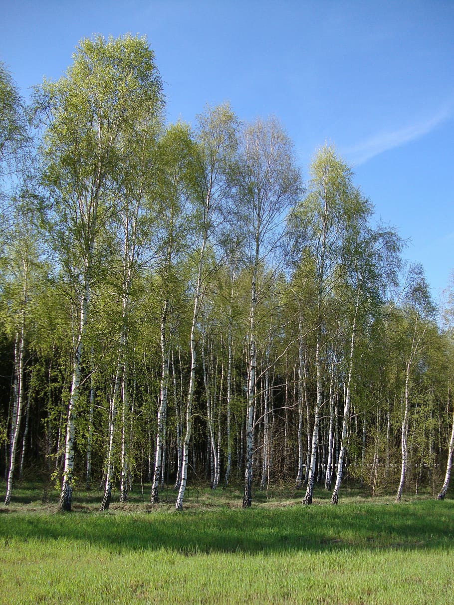 tree, forest, birch, nature, landscape, spring, plant, land, tranquility, growth