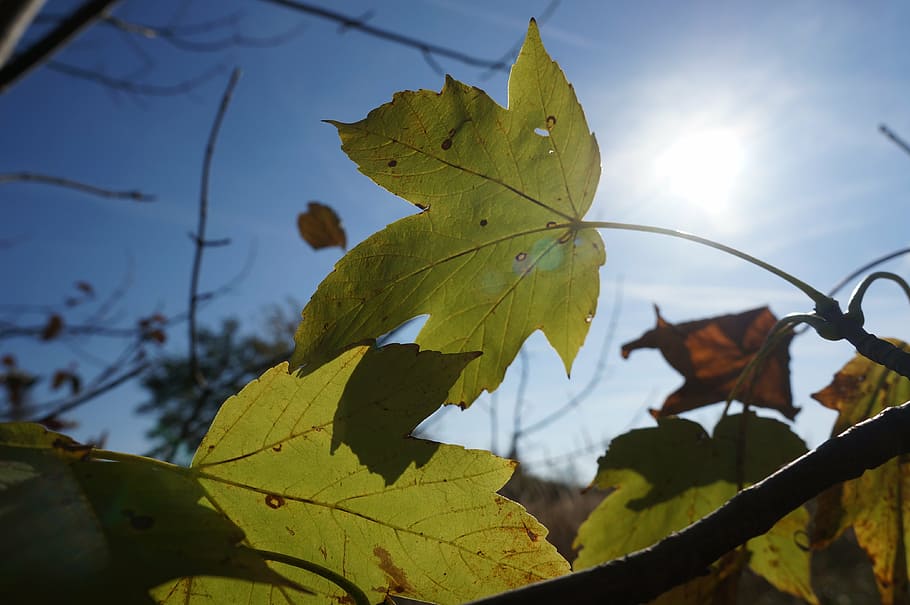 otoño, hojas, arce, arce de montaña, sol, sombra, transparente, transparencia, rama, cielo