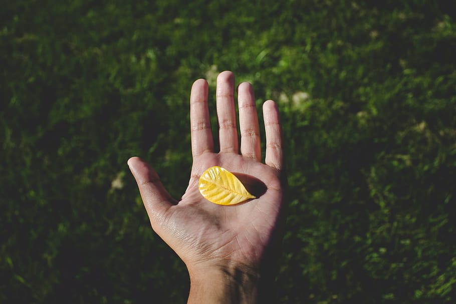 person, holding, yellow, leaf, green, grass, fall, autumn, hand, human hand