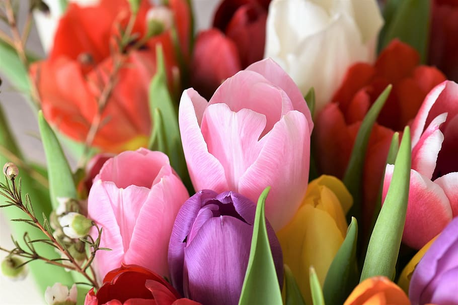 bouquet, assorted-color tulip flowers, tulips, strauss, flowers, tulip ...