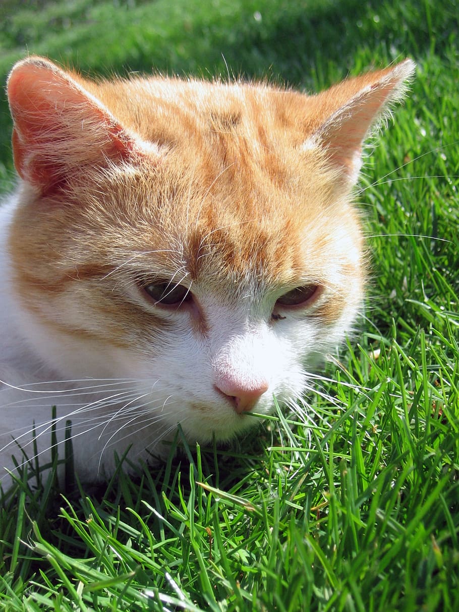 cat, tomcat, breather, peace, grass, mammal, animal themes, feline, animal, pets