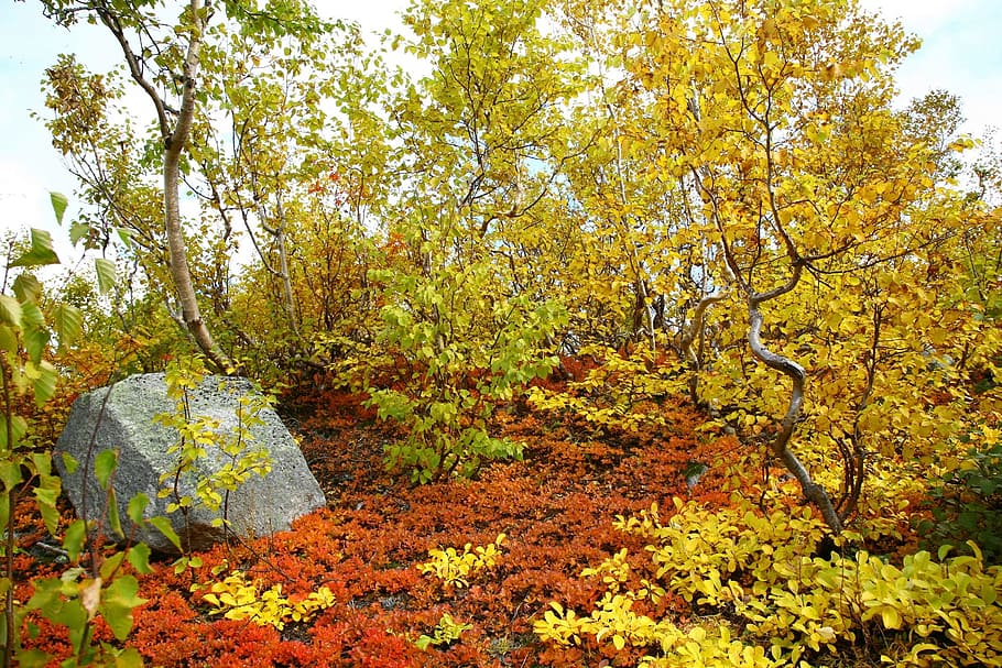 hutan musim gugur, pegunungan, warna musim gugur, musim gugur emas, listopad, pohon, birch, willow, cedar, rowan