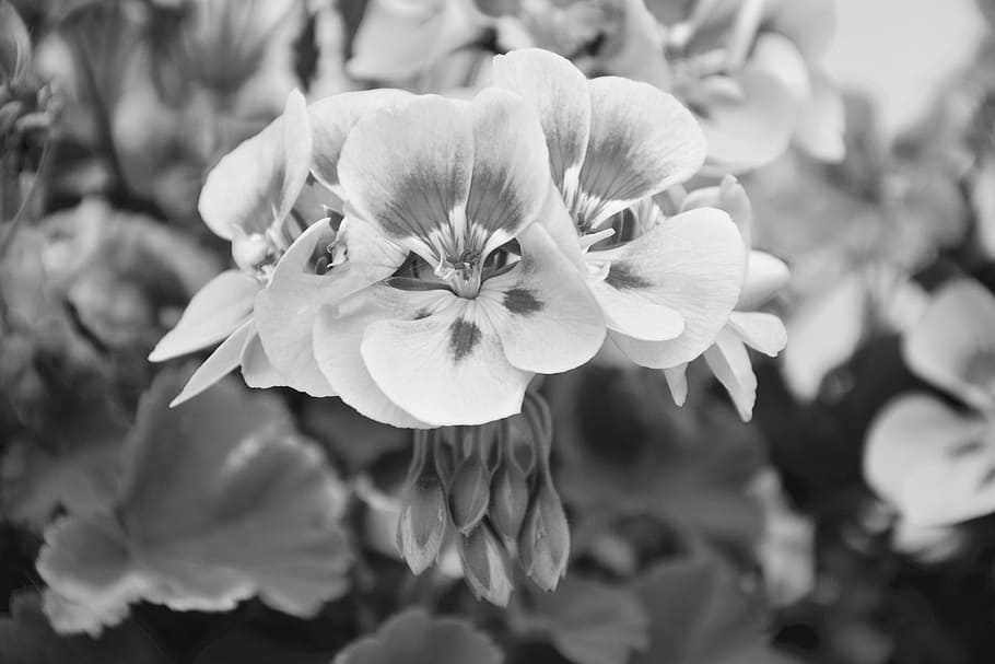 bunga geranium, foto hitam putih, jardiniere, pot, massif, buket, bunga, tanaman berbunga, tanaman, kerapuhan