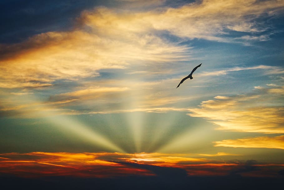silueta, pájaro, volador, puesta de sol, cielo, naturaleza, sol, amanecer, oscuridad, nube