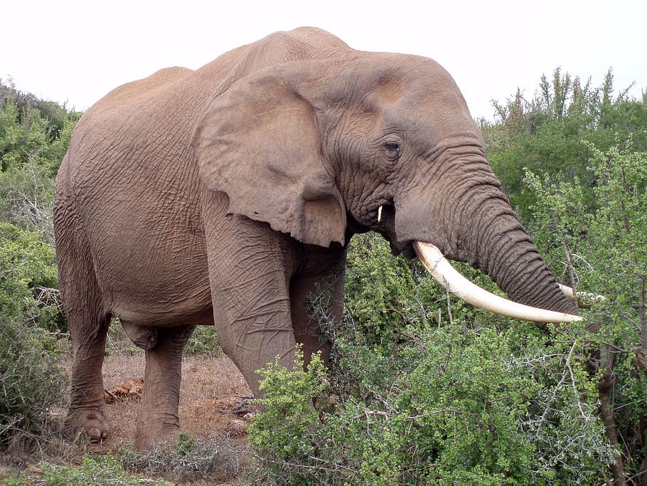 olifant, zuid-afrika, africa, park, wildlife, wild, natuur, elephant, animal themes, animals in the wild